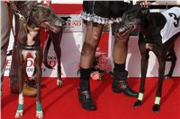 halloween-punk-rock-greyhound-race-czech-greyhound-racing-federation-DSC01787-v.JPG