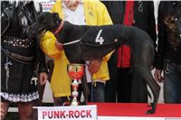 halloween-punk-rock-greyhound-race-czech-greyhound-racing-federation-DSC01843-u.JPG