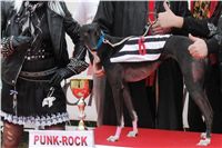 halloween-punk-rock-greyhound-race-czech-greyhound-racing-federation-DSC01848.JPG