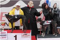 halloween-punk-rock-greyhound-race-czech-greyhound-racing-federation-DSC01866.JPG