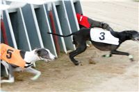 halloween-punk-rock-greyhound-race-czech-greyhound-racing-federation-NQ1M9082.JPG