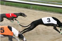 halloween-punk-rock-greyhound-race-czech-greyhound-racing-federation-NQ1M9085.JPG