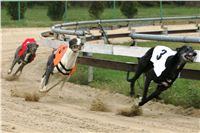 halloween-punk-rock-greyhound-race-czech-greyhound-racing-federation-NQ1M9102.JPG