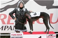 halloween-punk-rock-greyhound-race-czech-greyhound-racing-federation-NQ1M9122.JPG