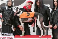 halloween-punk-rock-greyhound-race-czech-greyhound-racing-federation-NQ1M9143.JPG