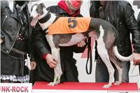 halloween-punk-rock-greyhound-race-czech-greyhound-racing-federation-NQ1M9144.JPG
