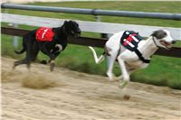 halloween-punk-rock-greyhound-race-czech-greyhound-racing-federation-NQ1M9195.JPG