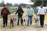 halloween-punk-rock-greyhound-race-czech-greyhound-racing-federation-NQ1M9208.JPG