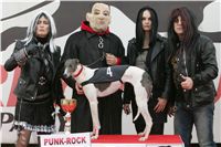 halloween-punk-rock-greyhound-race-czech-greyhound-racing-federation-NQ1M9267.JPG