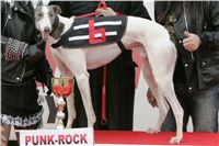halloween-punk-rock-greyhound-race-czech-greyhound-racing-federation-NQ1M9276.JPG