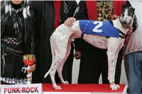 halloween-punk-rock-greyhound-race-czech-greyhound-racing-federation-NQ1M9309.JPG