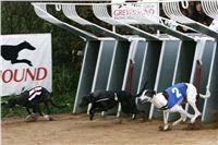 halloween-punk-rock-greyhound-race-czech-greyhound-racing-federation-NQ1M9332.JPG