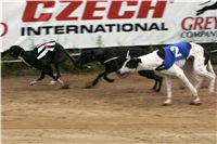 halloween-punk-rock-greyhound-race-czech-greyhound-racing-federation-NQ1M9336.JPG