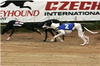 halloween-punk-rock-greyhound-race-czech-greyhound-racing-federation-NQ1M9337.JPG