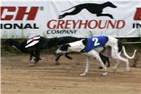 halloween-punk-rock-greyhound-race-czech-greyhound-racing-federation-NQ1M9338.JPG