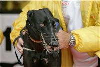 czech_greyhound_racing_federation_Nq1m5057.jpg