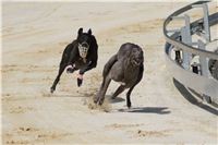 Race_track_Greyhound_Park_Motol_Ceska_greyhound_dostihova_federace_DSC09340.jpg