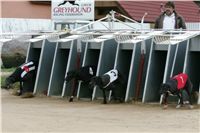 0005_dostihy_chrtů_PC_2010_Czech_Greyhound_Racing_Federation_NQ1M9862.JPG