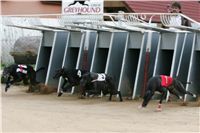 0006_dostihy_chrtů_PC_2010_Czech_Greyhound_Racing_Federation_NQ1M9863.JPG