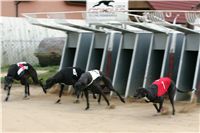 0007_dostihy_chrtů_PC_2010_Czech_Greyhound_Racing_Federation_NQ1M9864.JPG