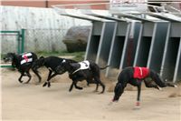 0008_dostihy_chrtů_PC_2010_Czech_Greyhound_Racing_Federation_NQ1M9865.JPG