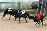 0009_dostihy_chrtů_PC_2010_Czech_Greyhound_Racing_Federation_NQ1M9866.JPG