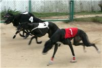 0010_dostihy_chrtů_PC_2010_Czech_Greyhound_Racing_Federation_NQ1M9867.JPG