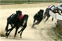 0013_dostihy_chrtů_PC_2010_Czech_Greyhound_Racing_Federation_NQ1M9877.JPG