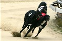 0015_dostihy_chrtů_PC_2010_Czech_Greyhound_Racing_Federation_NQ1M9879.JPG