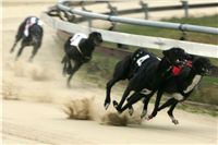 0017_dostihy_chrtů_PC_2010_Czech_Greyhound_Racing_Federation_NQ1M9882.JPG