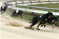 0018_dostihy_chrtů_PC_2010_Czech_Greyhound_Racing_Federation_NQ1M9883.JPG