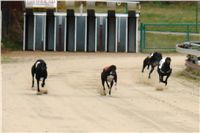 0020_dostihy_chrtů_PC_2010_Czech_Greyhound_Racing_Federation_DSC02729.JPG