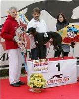 0023_dostihy_chrtů_PC_2010_Czech_Greyhound_Racing_Federation_NQ1M9924.JPG