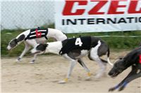 0033_dostihy_chrtů_PC_2010_Czech_Greyhound_Racing_Federation_NQ1M9985.JPG