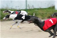 0034_dostihy_chrtů_PC_2010_Czech_Greyhound_Racing_Federation_NQ1M9986.JPG