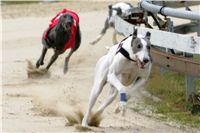 0037_dostihy_chrtů_PC_2010_Czech_Greyhound_Racing_Federation_NQ1M9996.JPG