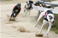 0038_dostihy_chrtů_PC_2010_Czech_Greyhound_Racing_Federation_NQ1M9997.JPG