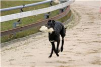 0048_dostihy_chrtů_PC_2010_Czech_Greyhound_Racing_Federation_NQ1M0290.JPG