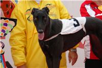 0075_dostihy_chrtů_PC_2010_Czech_Greyhound_Racing_Federation_DSC02739.JPG