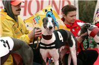 0078_dostihy_chrtů_PC_2010_Czech_Greyhound_Racing_Federation_NQ1M9966.JPG