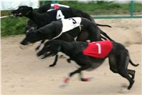 0011_dostihy_chrtů_PC_2010_Czech_Greyhound_Racing_Federation_NQ1M9868.JPG