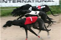 0012_dostihy_chrtů_PC_2010_Czech_Greyhound_Racing_Federation_NQ1M9869.JPG