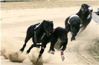 0014_dostihy_chrtů_PC_2010_Czech_Greyhound_Racing_Federation_NQ1M9878.JPG