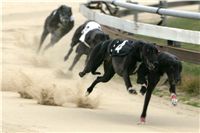 0016_dostihy_chrtů_PC_2010_Czech_Greyhound_Racing_Federation_NQ1M9881.JPG