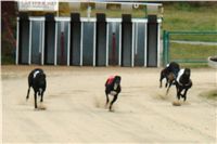 0019_dostihy_chrtů_PC_2010_Czech_Greyhound_Racing_Federation_DSC02728.JPG