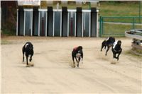 0020_dostihy_chrtů_PC_2010_Czech_Greyhound_Racing_Federation_DSC02729.JPG