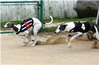 0030_dostihy_chrtů_PC_2010_Czech_Greyhound_Racing_Federation_NQ1M9980.JPG