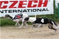 0032_dostihy_chrtů_PC_2010_Czech_Greyhound_Racing_Federation_NQ1M9984.JPG