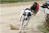 0035_dostihy_chrtů_PC_2010_Czech_Greyhound_Racing_Federation_NQ1M9994.JPG