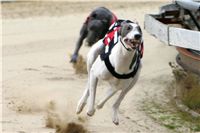 0036_dostihy_chrtů_PC_2010_Czech_Greyhound_Racing_Federation_NQ1M9995.JPG